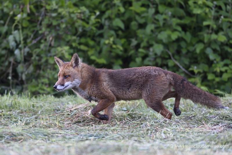 Renard roux