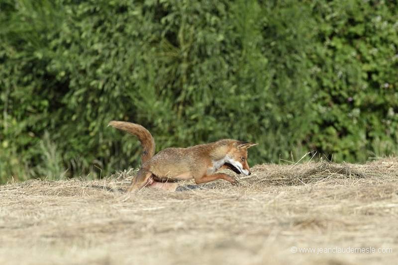 Renard roux