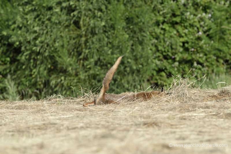 Renard roux